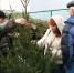 С 25 по 31 декабря в Протвино начнут работать ёлочные базары - Газета Протвино сегодня