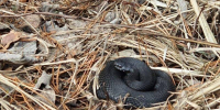 У гадюк в лесах Протвина начался брачный период - Regions.Ru